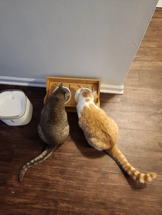 Jackie & Wilson (bonded pair)