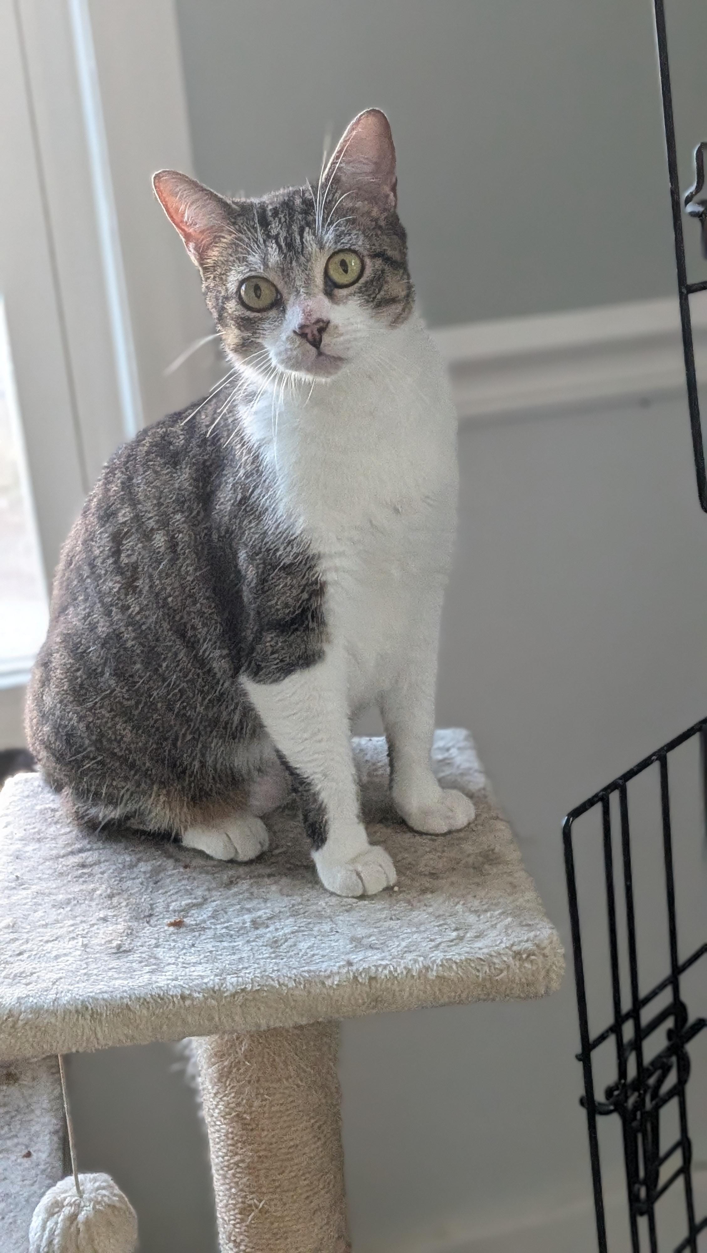 Pepper