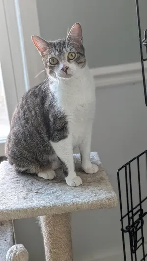 Pepper