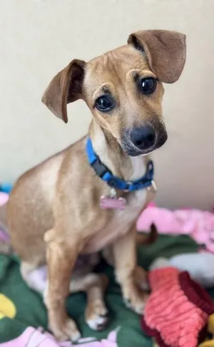 Scrappy-Doo