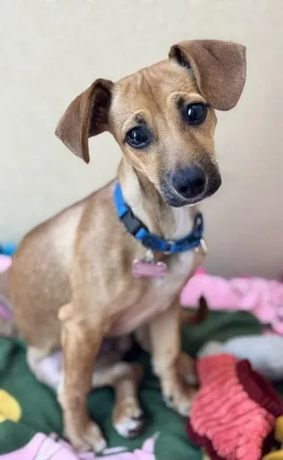 Scrappy-Doo