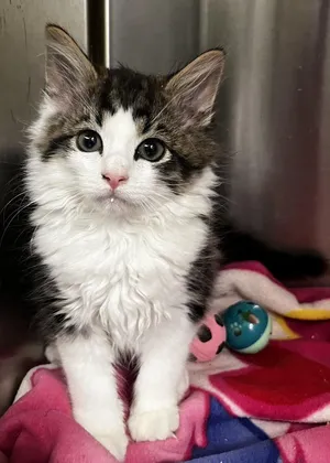Fluffernutter