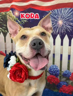 Koda