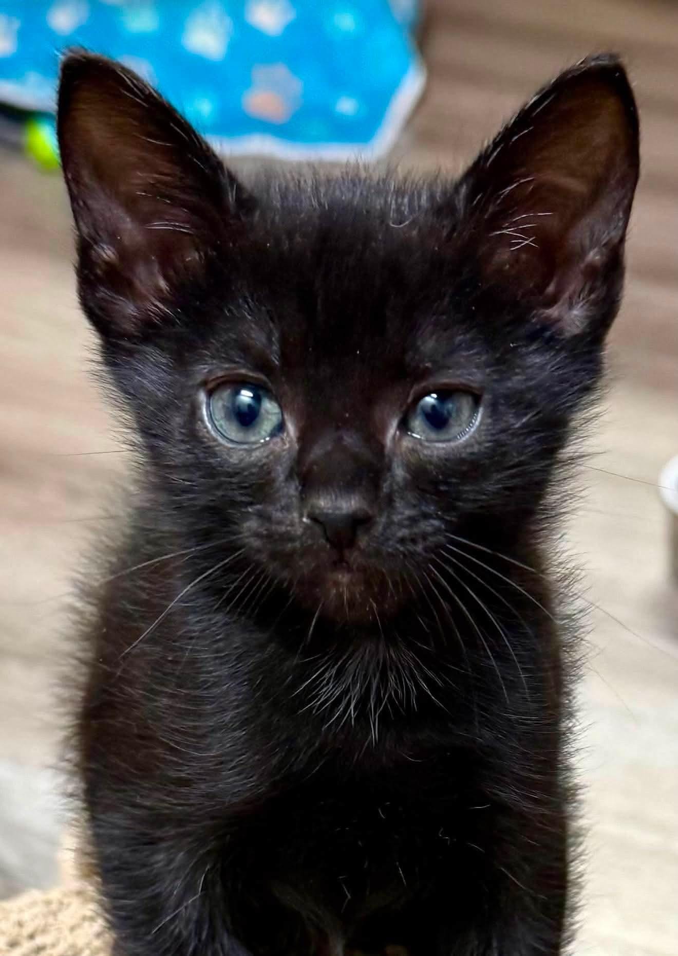 Lucas - Sweet and affectionate