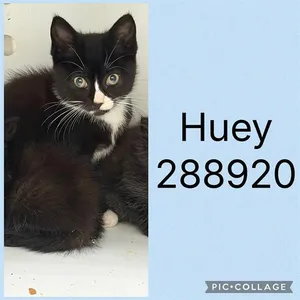 HUEY