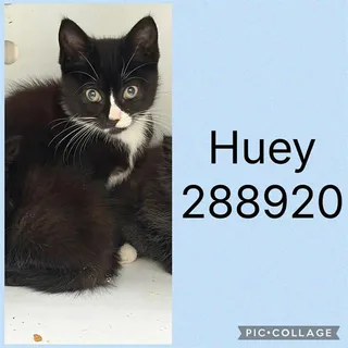 HUEY