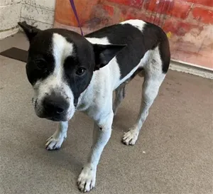 TUXEDO