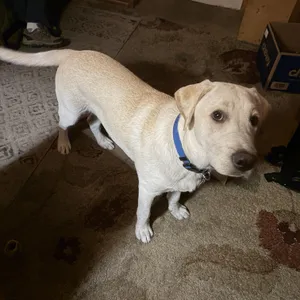 Moose (COURTESY POSTING)