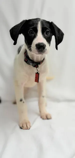 Silvie the Mixed Breed Puppy
