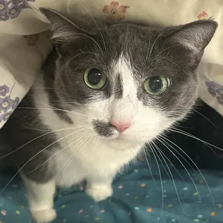 Hera