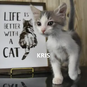 Kris