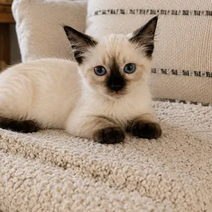 Amelia