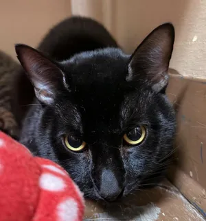 Carlos