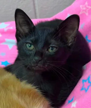 Ameowgo