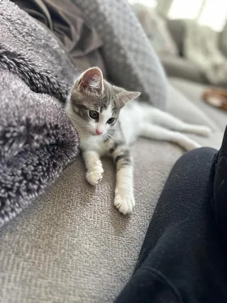 Duchess