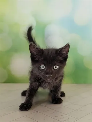 LEO