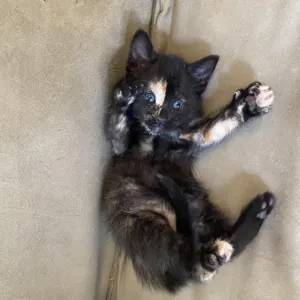 Maple