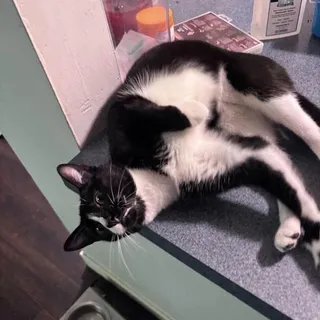 Gigi