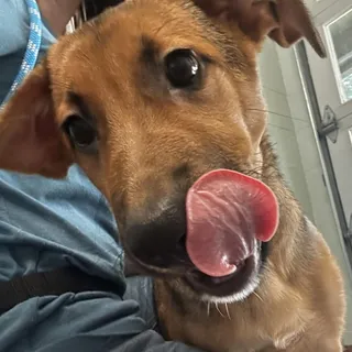 Leia