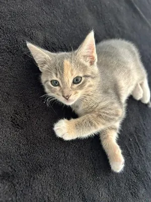 Aspen A217285