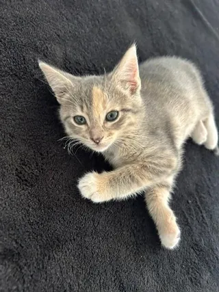 Aspen A217285