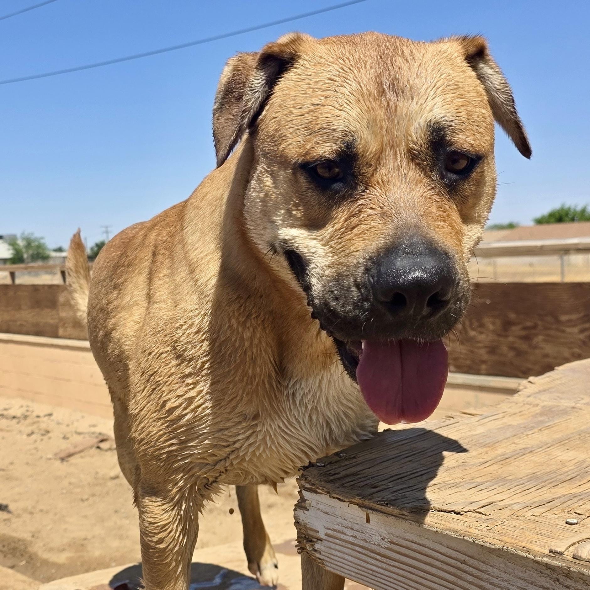 Adopt Rascal Today - Pets TheCountyOffice