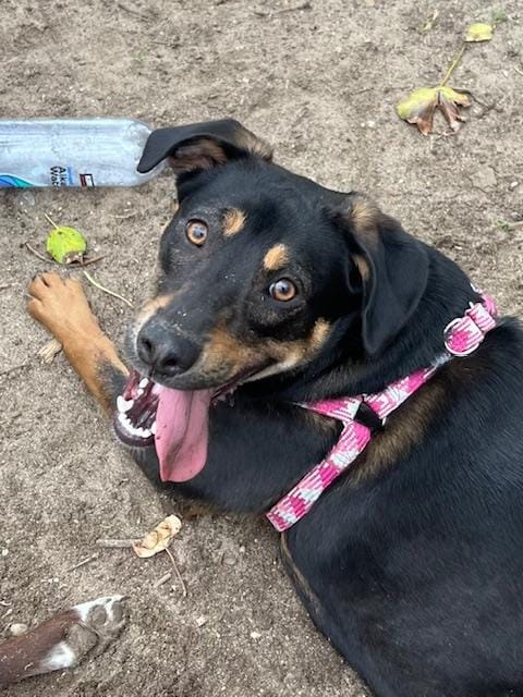Penny
