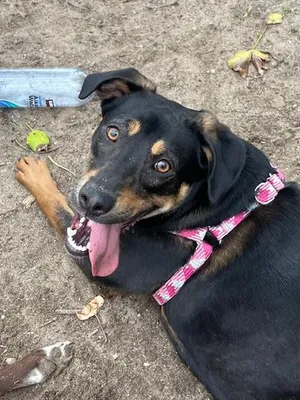 Penny