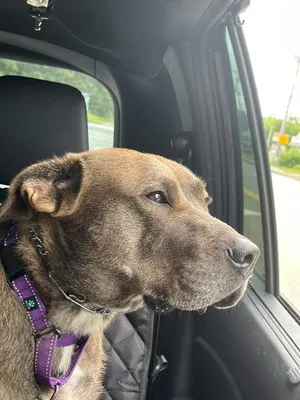 Chevy