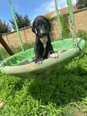 Susie (Erin-fostered in TN)