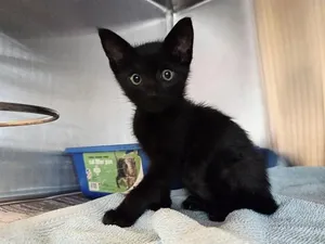 NIMBUS