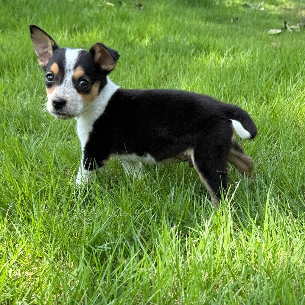 Maddox