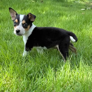 Maddox