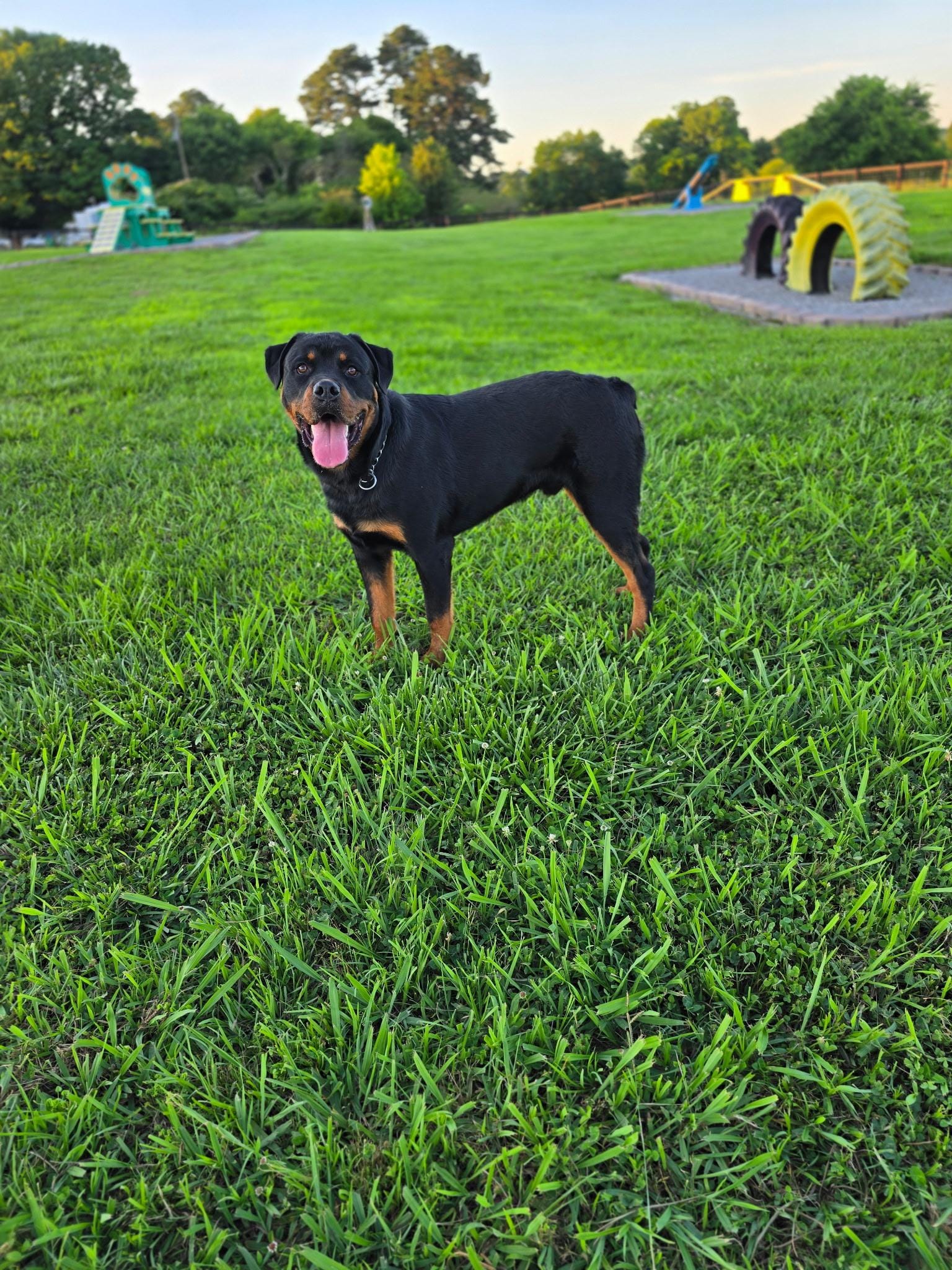 Diesel