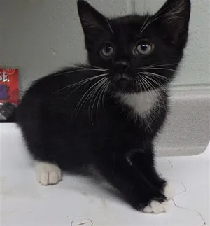 PEPPER