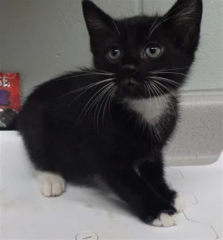PEPPER