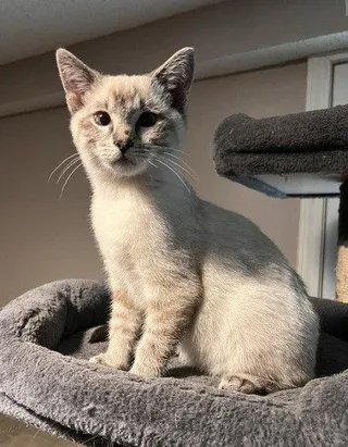 Luca