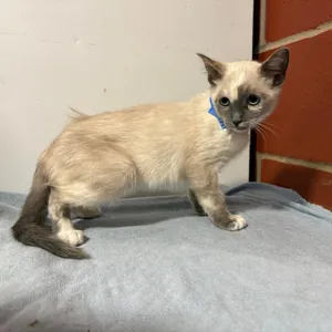 Lucille
