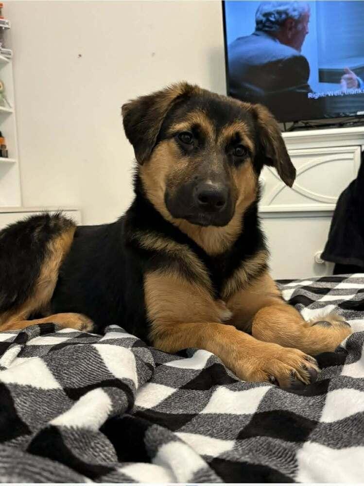 Nala