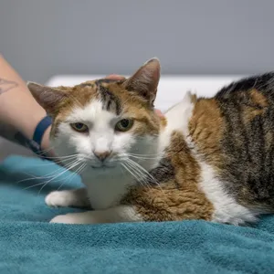 CiCi