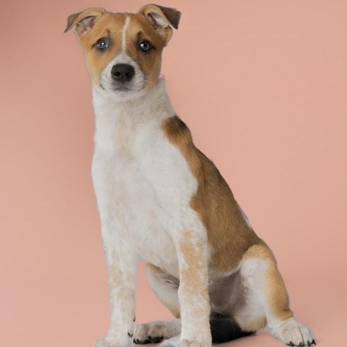 AAD Upcoming Arrival!  Ruth - 26112