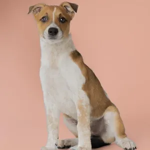 AAD Upcoming Arrival!  Ruth - 26112