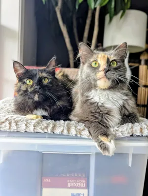Sable (bonded with Separphine)