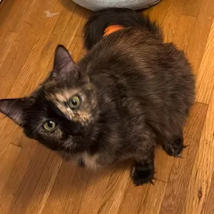 Mew Rinaldi
