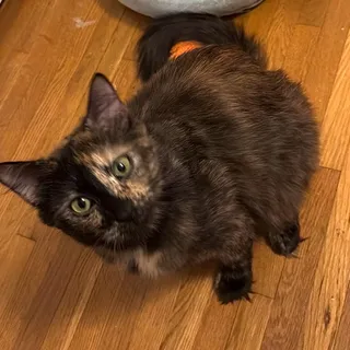 Mew Rinaldi