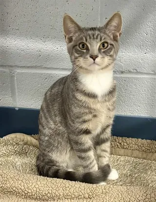 OLLIE