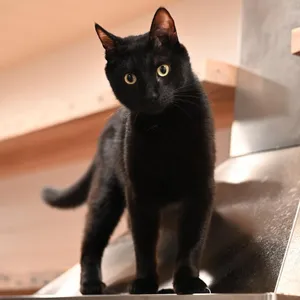 Primo