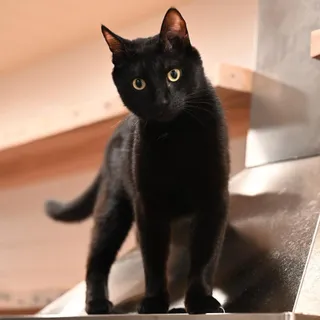 Primo