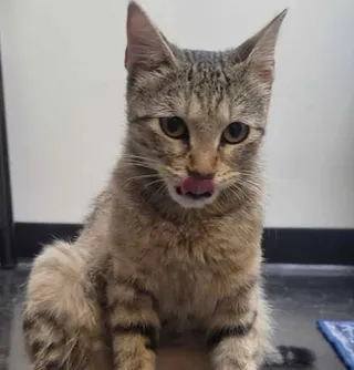 Asia