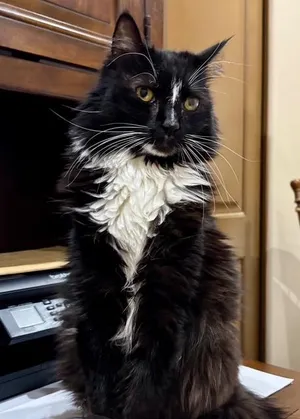 Gizmo